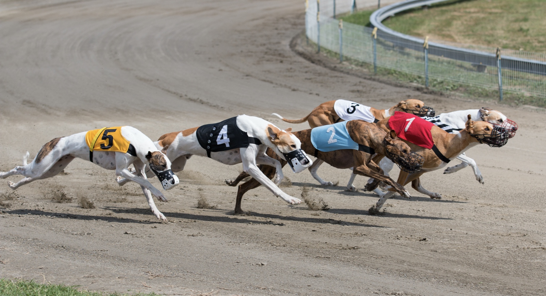 VBET Greyhound Racing £5 Free Bet